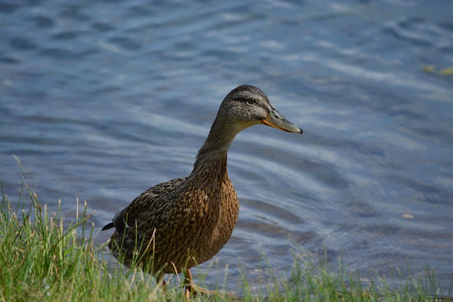 Fugl, And, Ornitologi, Arter, Fauna
