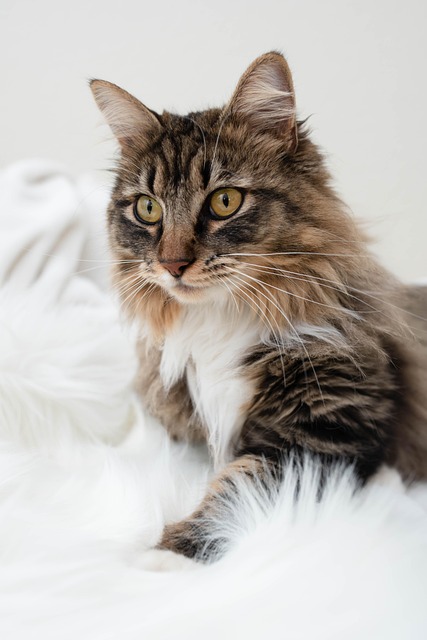 Free Cat Nature photo and picture