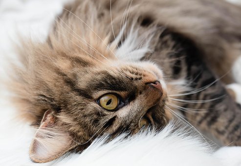 Free Cat Feline photo and picture