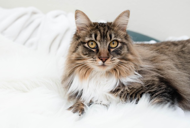 Free Cat Feline photo and picture