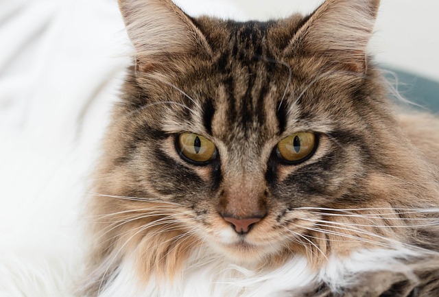 Free Maincoon Cat photo and picture