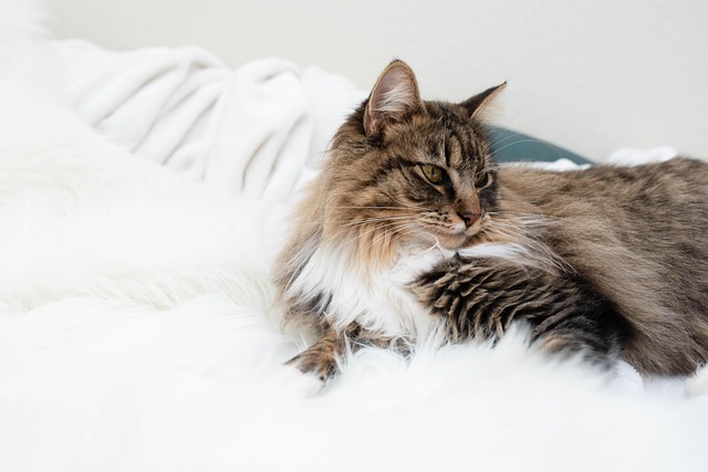 Free Maincoon Cat photo and picture
