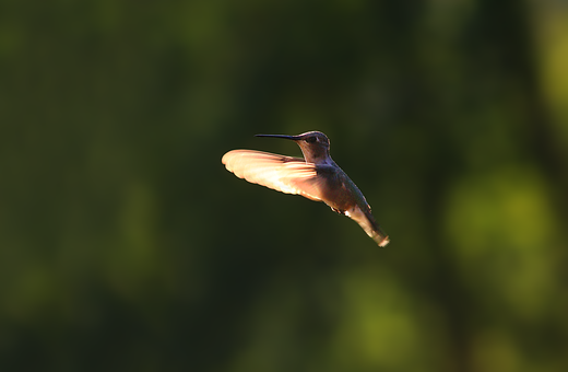 Pasăre, Pasărea Colibri