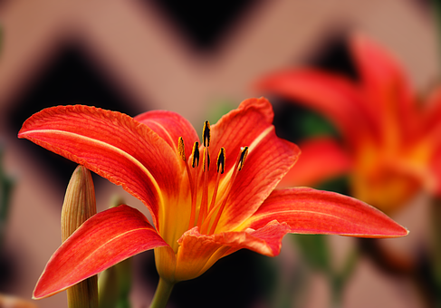 Daylily, Floare, Plantelor, Petale