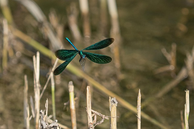 Free Insect Dragon-Fly photo and picture