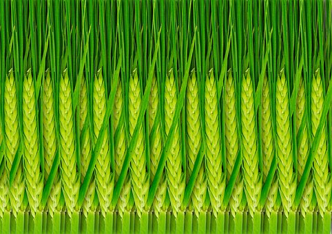 Free Wheat Green photo and picture