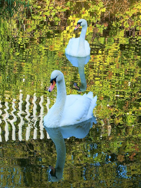 Free Swans Bird photo and picture