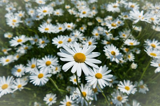 Free Flower Blossom photo and picture