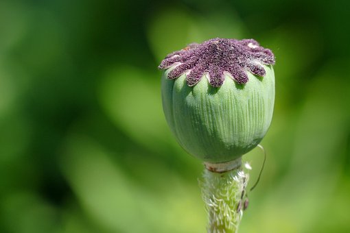 Free Poppy Flower photo and picture