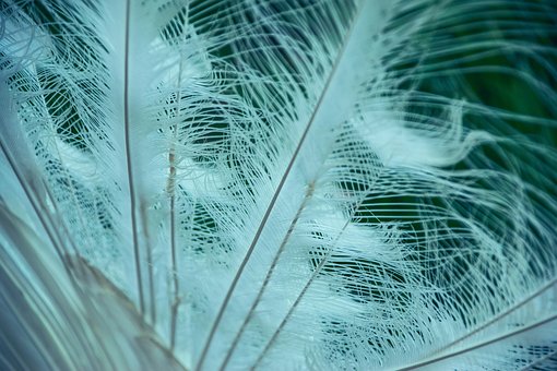 Free Feather Bird photo and picture