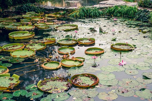 Free Pond Water Lilies photo and picture