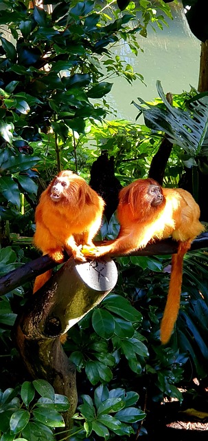 Free Golden Lion Tamarin Tamarin photo and picture