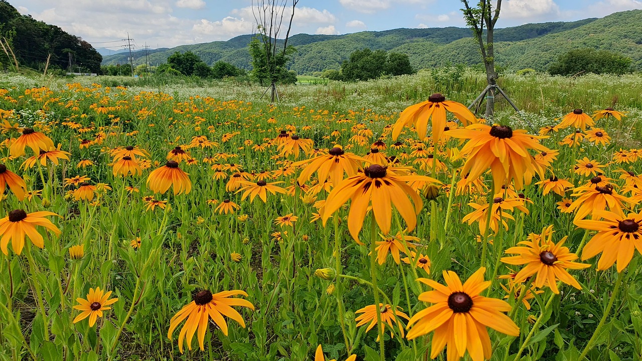 Field In Korea Wildflower Outdoor Free photo on Pixabay Pixabay