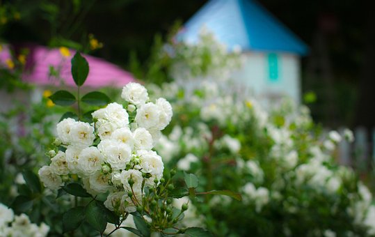 꽃, Natureza, 풍경, 숲, Branco