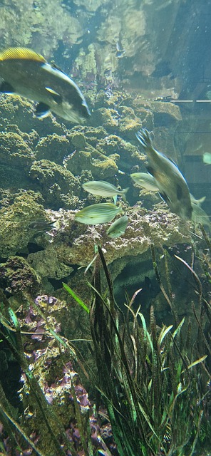 Aquário, Peixe, Algas, Mar, Oceano