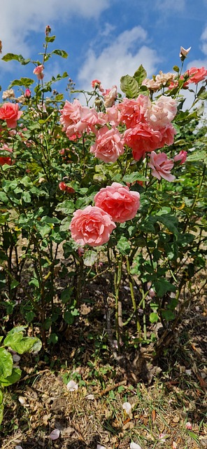 Rosas, Flores, Natureza, Arbusto, Verão