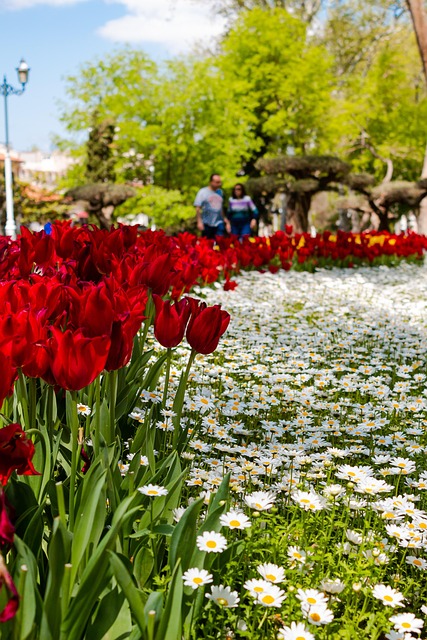 Free Tulip Tulip Garden photo and picture