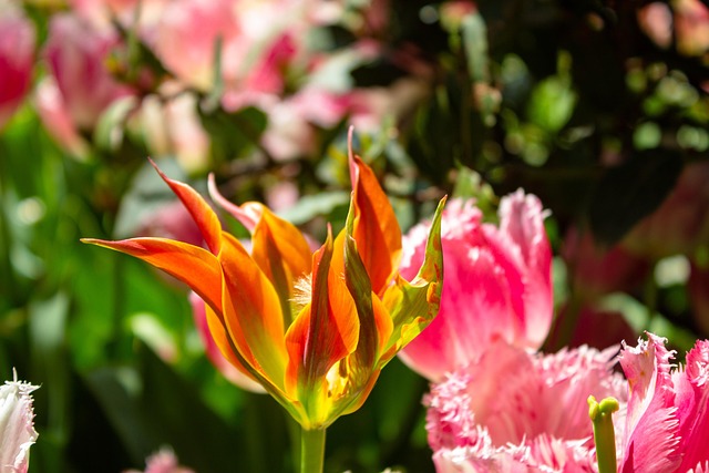 Free Tulips Flowers photo and picture