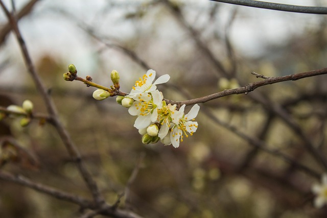 Free Flowers White Flowers photo and picture