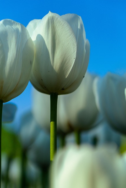 Free Tulips White Tulips photo and picture