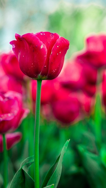Free Tulips Red Tulips photo and picture