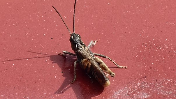 Heuschrecke, Insekt, Natur, Insekten