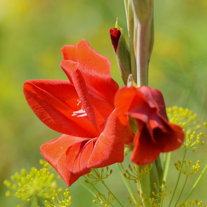 剑兰 花 植物 - Pixabay上的免费照片 - Pixabay