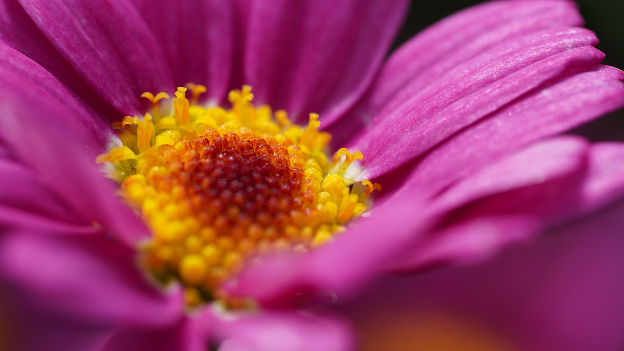 Flower - free online jigsaw puzzle photo