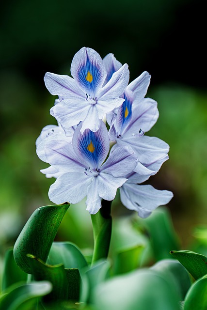 Blomster, Have, Lilla Blomster, Flora