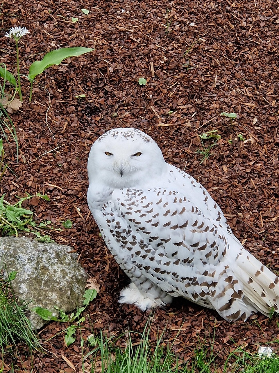 Nature Snow Owl - Free photo on Pixabay - Pixabay