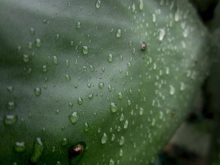 Free Green Texture photo and picture