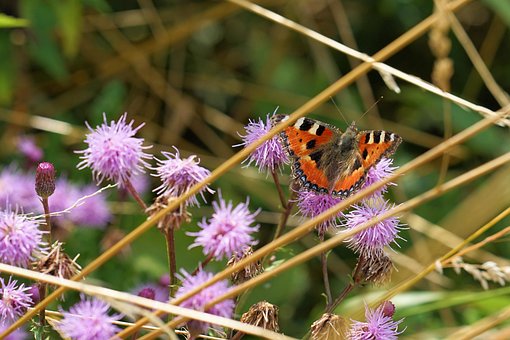 Schmetterling, Insekt, Natur, Blumen