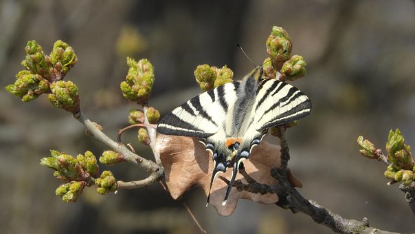 Free Butterfly Iphiclides Podalirius photo and picture