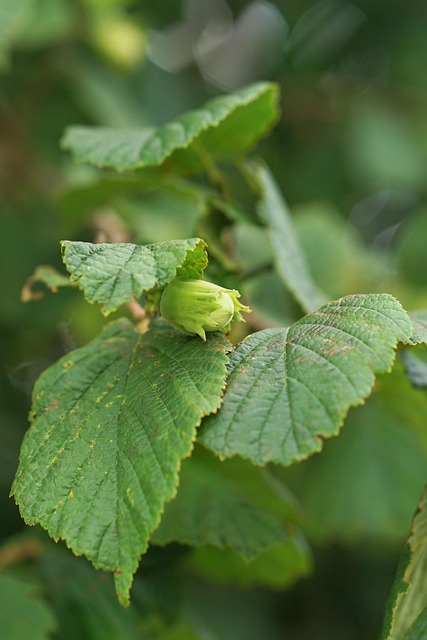 Baum, Haselnuss, Blatt, Grün, Nüsse
