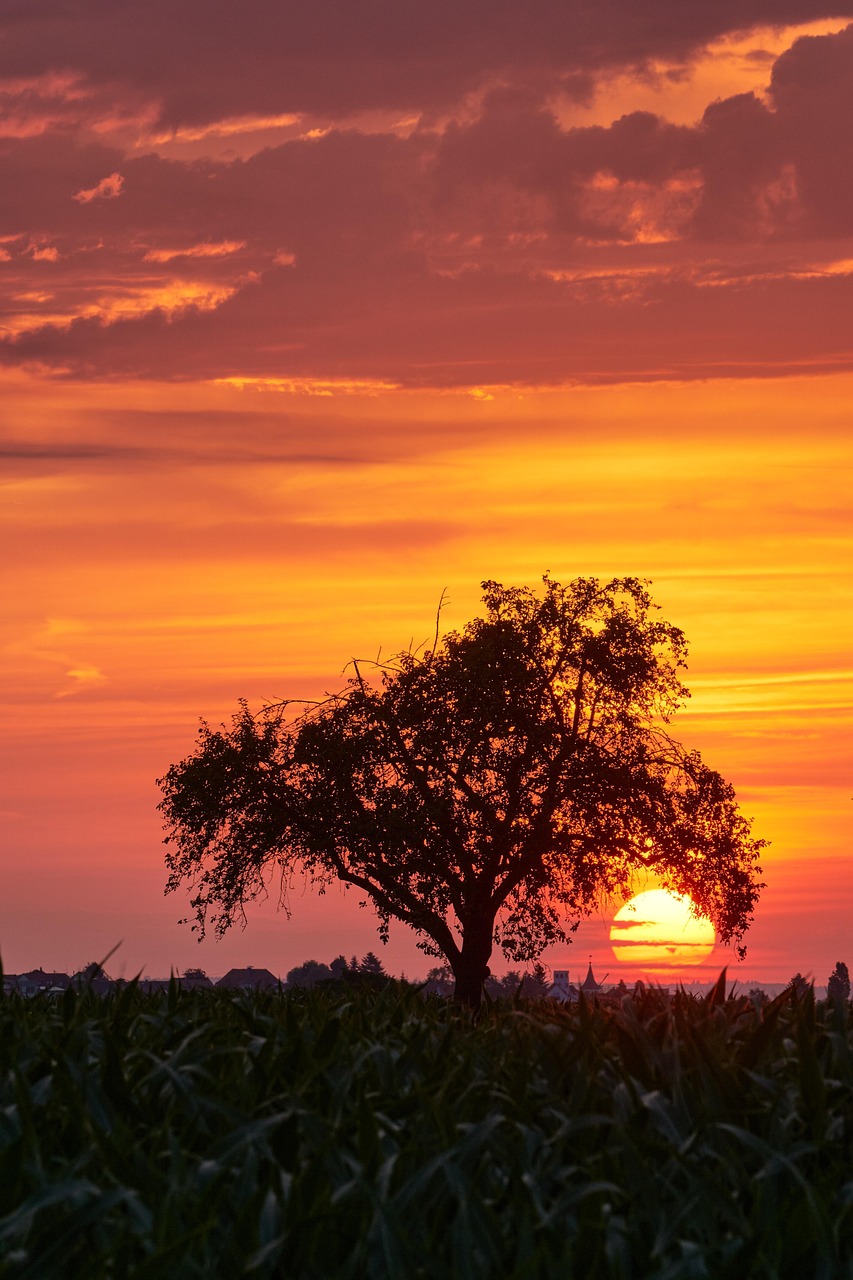 Download free HD stock image of Summer Tree Free Summer Tree photo and picture