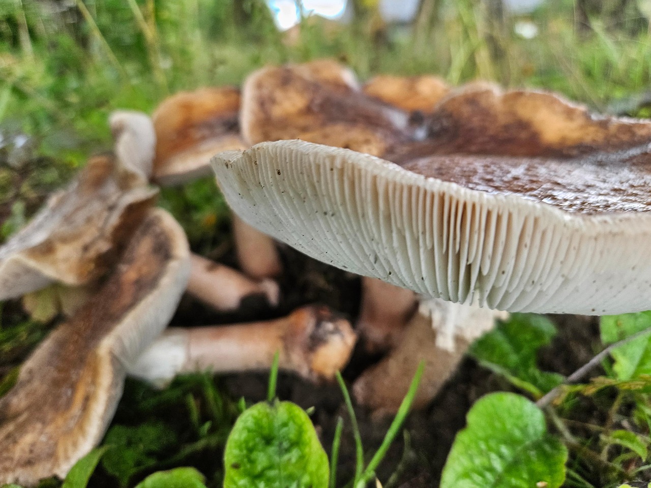 Champignons Arbre La - Photo gratuite sur Pixabay - Pixabay