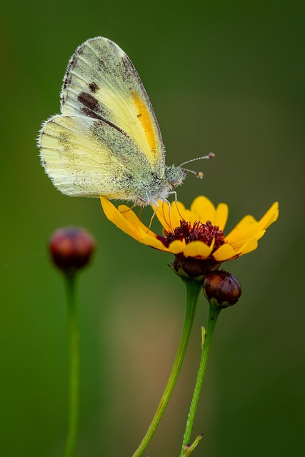 Blume, Schmetterlinge, Natur, Gelb
