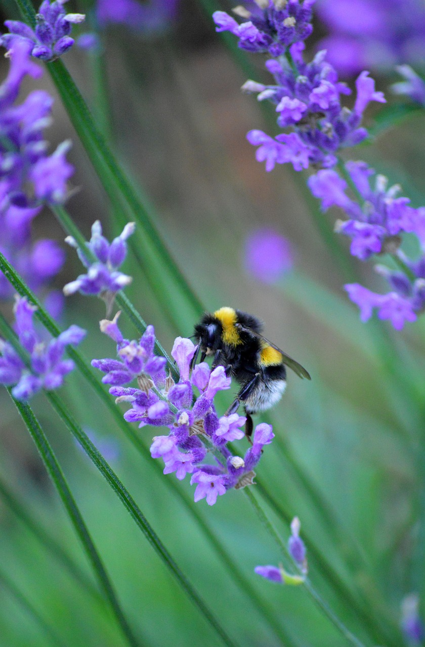Lavender Insect Bumblebee Lavender Insect - Free photo on Pixabay - Pixabay