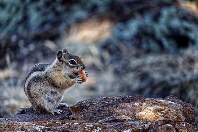 Free Chipmunk Squirrel photo and picture