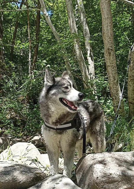 Rauque Chien Rauque - Photo gratuite sur Pixabay - Pixabay