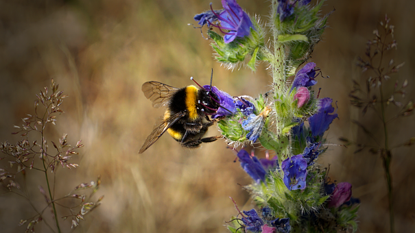 Hummel, Insekt, Blumen Hintergrund