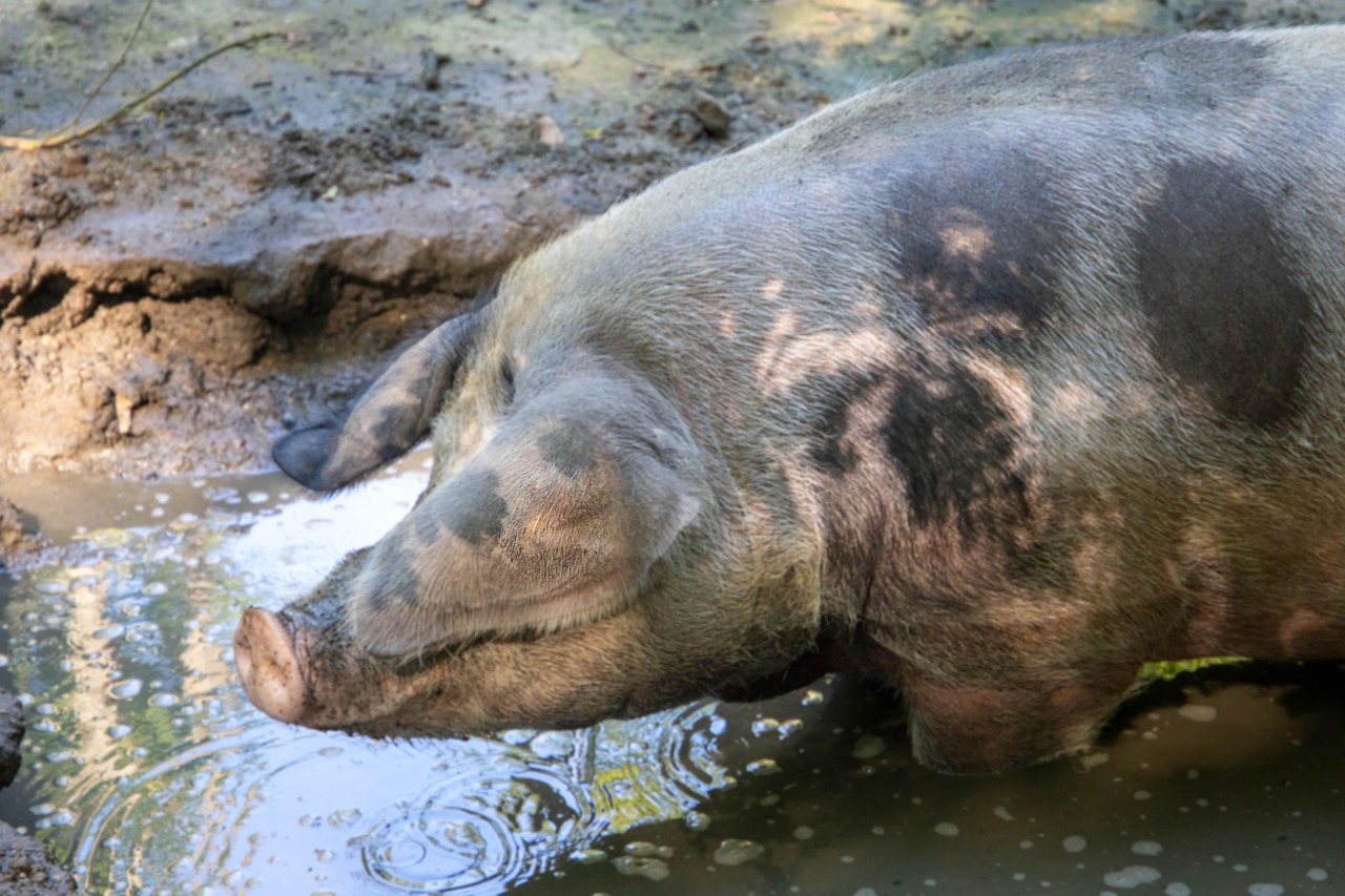 Dreck Schwein Bauernhof Dreck - Kostenloses Foto auf Pixabay - Pixabay