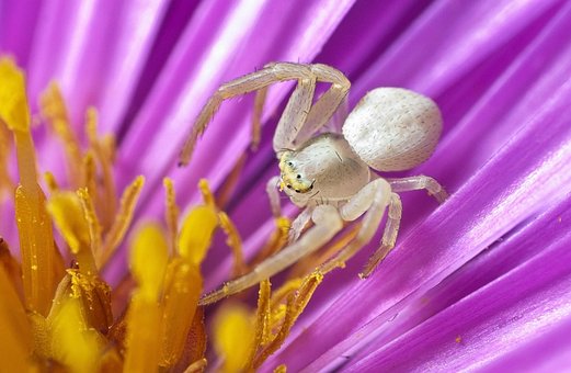 Spinne, Krabbenspinne, Spinnentier