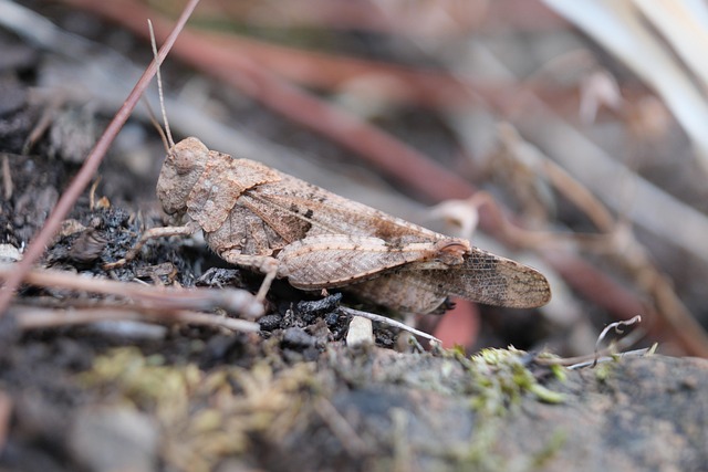 Free Grasshopper Insect photo and picture