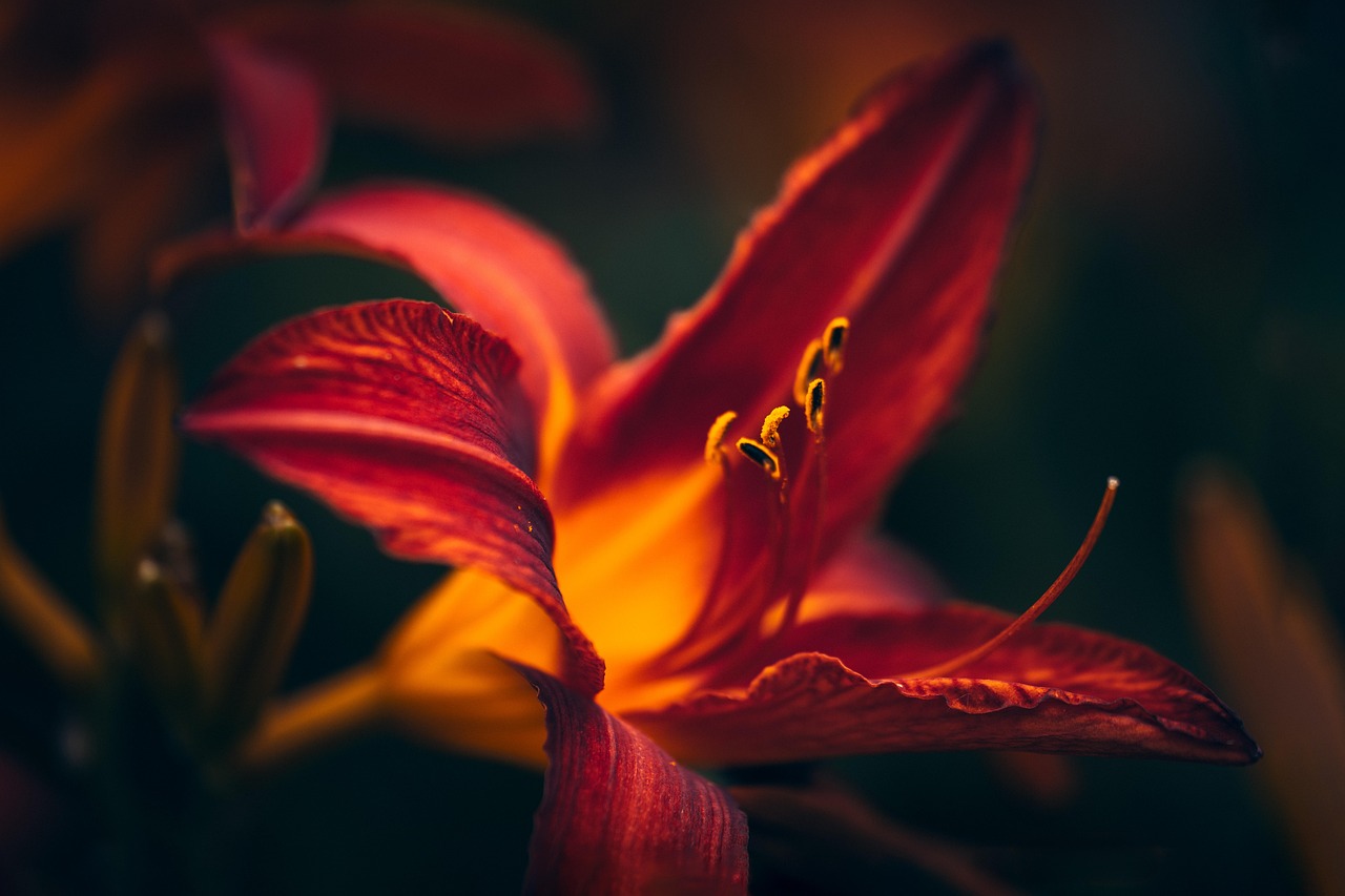 Flower - free online jigsaw puzzle photo