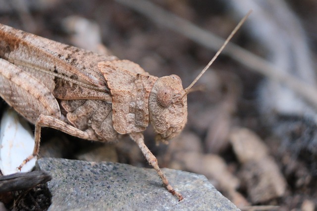 Free Grasshopper Insect photo and picture