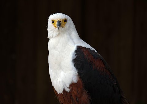 Free Bird Bald Eagle photo and picture