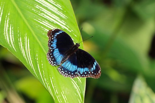 Free Butterfly Blue-Banded Eggfly photo and picture