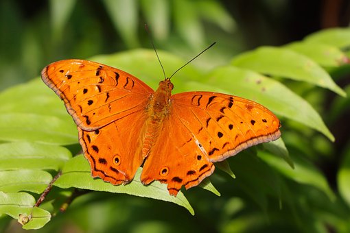 Free Butterfly Cruiser Butterfly photo and picture