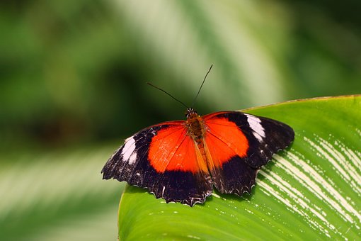 Free Butterfly Insect photo and picture